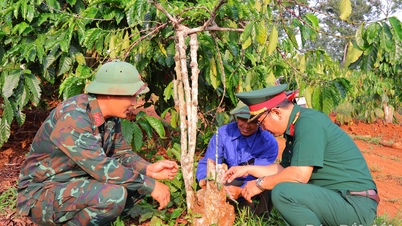 Reviving coffee cultivation through grafting and replanting.