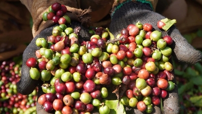 Coffee prices on April 17, 2026: Robusta and Arabica prices fall sharply under pressure from the USD.