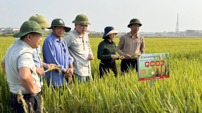 La eficacia de introducir nuevas variedades de arroz en la producción.
