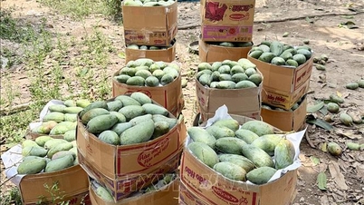 Tìm đầu ra ổn định, nâng giá trị cho trái xoài