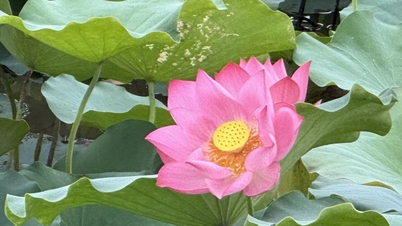 Hue lotus je také léčivý produkt.