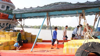 Dong Thap: Resolutely implementing EC recommendations, tightening measures to combat IUU fishing.