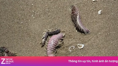 Vung Tau megnyugtatja a turistákat, miközben medúzák és más tengeri élőlények sodródnak partra.