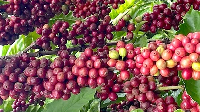 کافی کی قیمتیں بدل گئیں اور 18 اپریل کو 1,300 VND/kg تک تیزی سے گر گئیں۔
