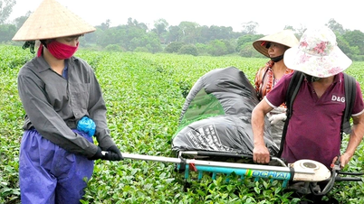 Xây dựng chuỗi giá trị cho cây chè
