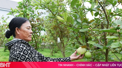 Genom att framgångsrikt byta gröda tjänar bönderna i Ky Anh en stabil inkomst från taiwanesisk guava.