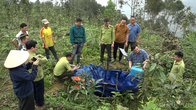 Cegah serangan kumbang pada pohon kayu manis.