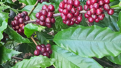 Coffee prices continue their sharp decline, falling by 2,000-2,100 VND/kg.