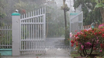 The "golden rain" cools down the hot, dry air in An Giang.