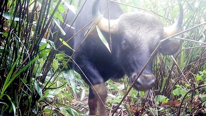 Rare herd of wild cattle discovered in Chu Mom Ray National Park