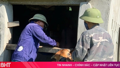 Waarschuwing: Een nieuwe variant van het mond- en klauwzeervirus is in Vietnam opgedoken.