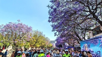 50 000 teljes virágzásban pompázó jacarandafával a turisták özönlenek, hogy megcsodálják a virágokat.