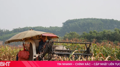 Saksikan para petani di provinsi Ha Tinh memanen jagung menggunakan mesin pemanen gabungan.