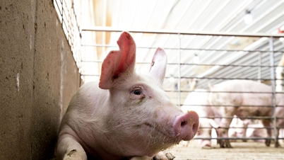 Precios de la carne de cerdo el 20 de abril: Hung Yen alcanza los 66.000 VND/kg, mientras que el sur de Vietnam mantiene su máximo en 69.000 VND/kg.