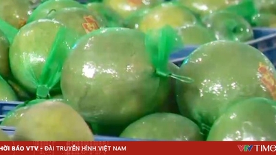 มีศักยภาพในการส่งออกมะนาวและส้มโอไปยังประเทศจีน