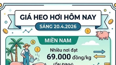 Harga daging babi pada 20 April: Hung Yen mencipta rekod harga baharu, Vietnam Selatan mengekalkan kemuncaknya pada 69,000 VND.