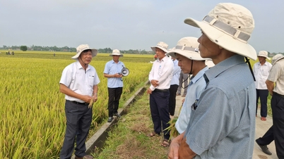 Nhiều giống lúa mới cho năng suất và chất lượng vượt trội