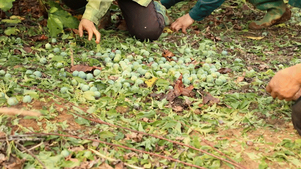 Tempestades de granizo causam danos à produção agrícola em Son La.