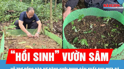 শিলাবৃষ্টির পর Xơ Đăng জনগোষ্ঠীকে তাদের জিনসেং বাগান "পুনরুজ্জীবিত" করতে সহায়তা করা।