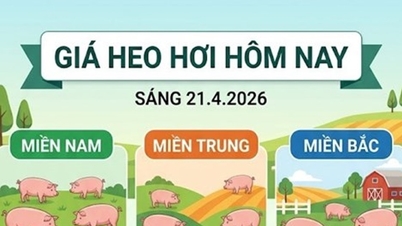 Цены на свинину по состоянию на 21 апреля: Центральный Вьетнам достиг 69 000 донгов/кг, рынок продолжает расти.