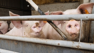 Harga daging babi pada 21 April: Harga puncak 69.000 VND/kg tersebar di wilayah Vietnam Tengah dan Selatan.