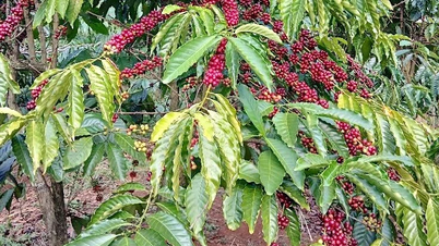 Kaffeprisene steg litt og nådde 85 300 VND/kg.