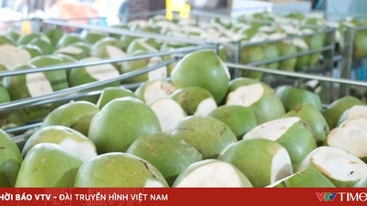 Nucile de cocos proaspete s-au triplat ca preț.