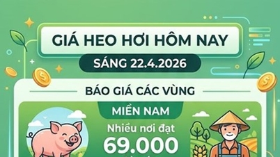 Giá heo hơi hôm nay 22/4: Khu vực phía Nam duy trì ngưỡng đỉnh 69.000 đồng/kg