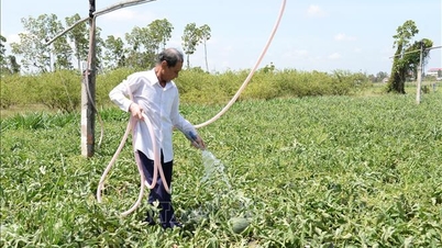 ডং থাপ প্রদেশের অনেক নদীর লবণাক্ততার মাত্রা কমে গেছে।