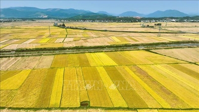 Quang Ngai bouwt een duurzame waardeketen voor landbouwproducten op door middel van een koppelingsmodel.