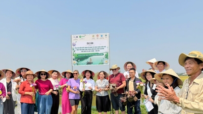 Een project voor duurzame bestaanszekerheid voor vrouwen in de wijk Hoi An wordt gelanceerd, waarbij gebruik wordt gemaakt van waterlelies.