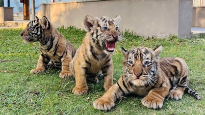 Tygrysica bengalska w zoo FLC Quy Nhon urodziła troje uroczych młodych.