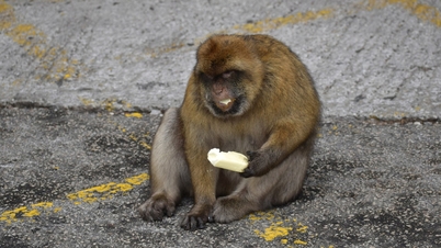 Espécie única de macaco 'come terra' para curar dores de estômago causadas por... comida de fast food deixada por turistas.