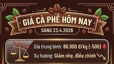 Prix ​​du café le 23 avril : le Robusta grimpe à 3 404 $, le marché intérieur connaît un léger recul.