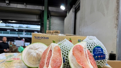 Pomelourile vietnameze intră oficial pe piața australiană.