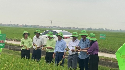 Prospek peningkatan produktiviti daripada varieti padi baharu ThaiBinh Seed di Nghe An.