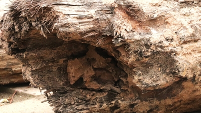 Datierung des Alters von 3 Holzpfählen, die unter dem Van-Fluss entdeckt wurden.