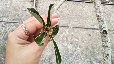 Two children were hospitalized with poisoning after swallowing frangipani flower sap.