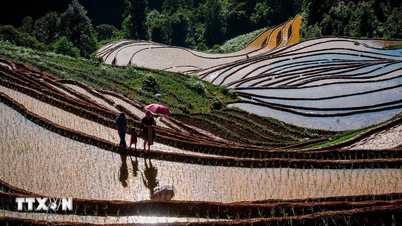 Erste Teilnahme am Lao Cai-Reisterrassenkletterwettbewerb während der Regenzeit.