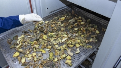 Odată cu extinderea pieței plantelor medicinale, ginsengul Lai Chau are oportunitatea de a reuși.
