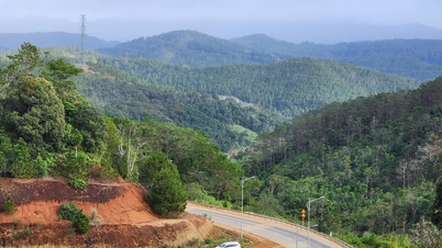 Provinsi Quang Ngai mengubah peruntukan lahan hampir 83 hektar lahan hutan untuk membangun kawasan perkotaan di Mang Den.