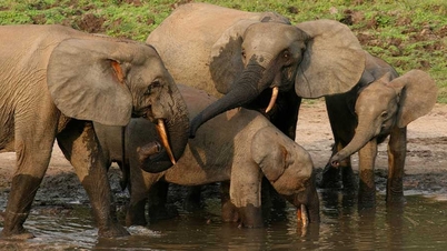 Un millionnaire américain tué par un éléphant lors d'une partie de chasse en Afrique.