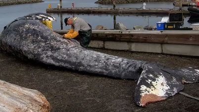 Verschrikkelijk: Walvissen sterven massaal voor de kust van Canada, vermoedelijk door honger.