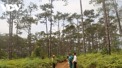 Proyek pembangunan perkotaan senilai 7 triliun VND di Mang Den: 83 hektar lahan hutan akan diubah untuk pelaksanaan proyek.