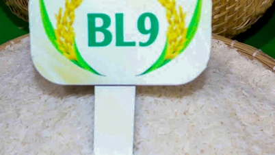 Gạo BL9 lúa tôm Cà Mau đoạt giải gạo ngon nhất Đồng bằng sông Cửu Long