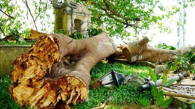 Hàng chục người 'thoát chết' khi nhánh đa cổ thụ gãy đổ