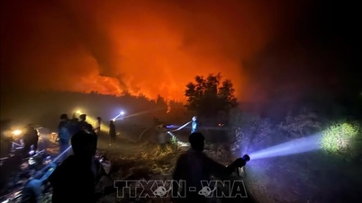 Egy An Giang teljesen megfékezte a melaleuca erdőtüzet Co To-ban.