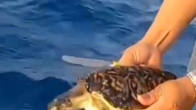 Două țestoase marine au fost salvate după ce au fost prinse în plase de gunoi în largul insulei Phu Quy.