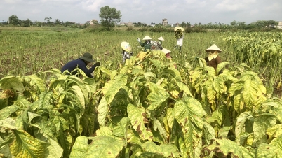 El alma del campo, nutrida por la tierra salina, da origen al fragante humo del tabaco.