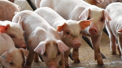 Preços da carne suína hoje, 27 de abril: Mantendo-se estáveis.